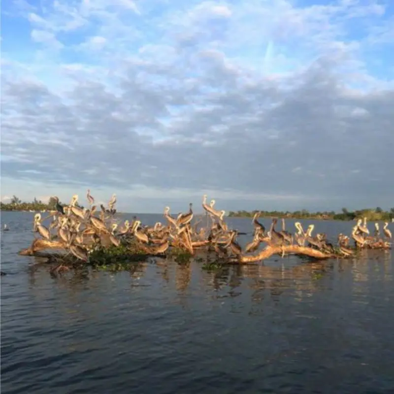 Una gran bandada de pelícanos descansando sobre ramas flotantes en el río, uno de los espectáculos naturales y atractivos ecoturísticos que visitar en Tecolutla, Veracruz.