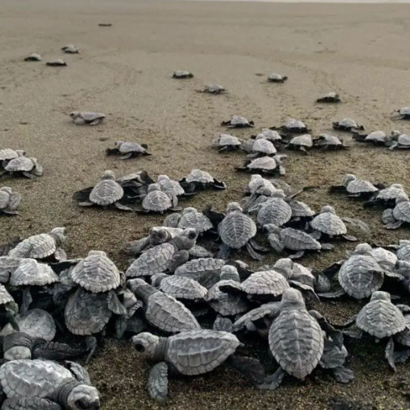 Decenas de crías de tortuga marina avanzando por la arena de la playa hacia el mar en el Campamento Tortuguero Vida Milenaria, una actividad ecológica que visitar en Tecolutla, Veracruz.